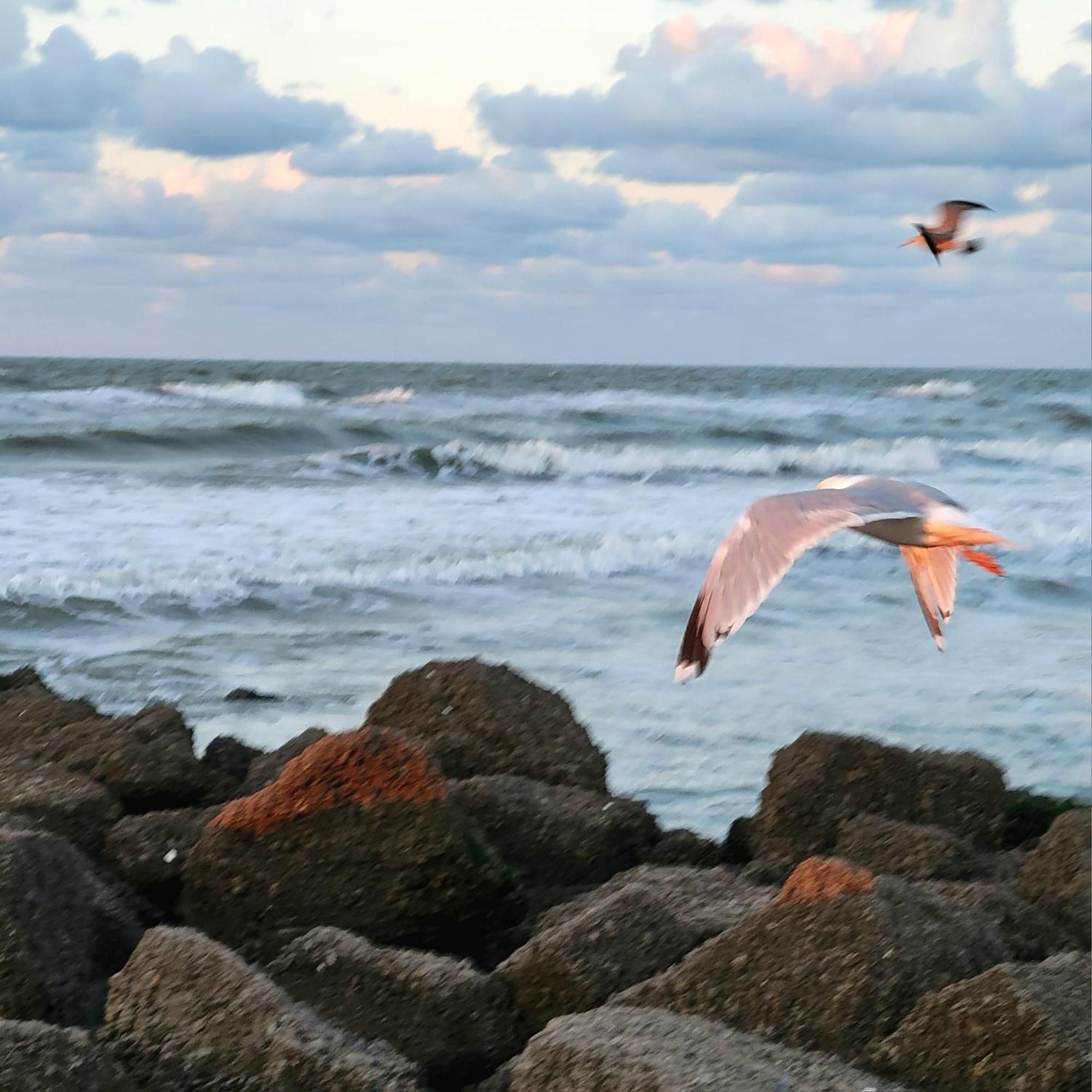 Caravan Aan Zee Arnani ميدل كيرك المظهر الخارجي الصورة